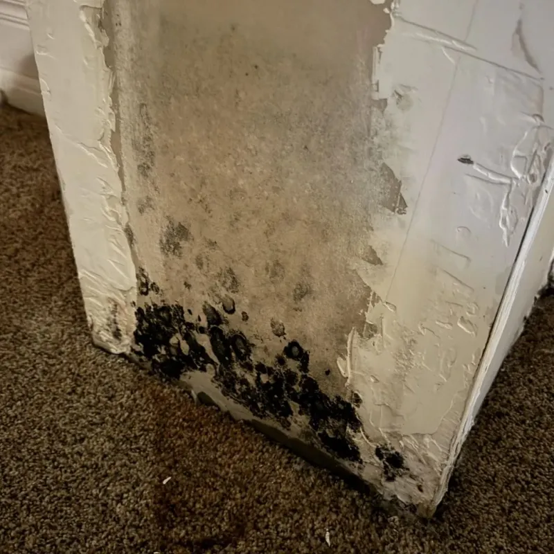 Professional Mold Removal in Tomball, TX